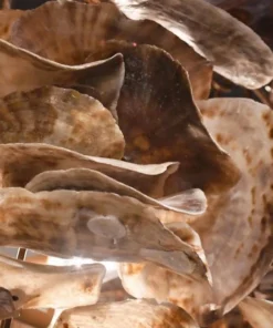 Made Goods Venus Chandelier Natural Saddle 32 Made Goods Venus Chandelier Natural Saddle