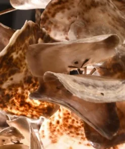 Made Goods Venus Chandelier Natural Saddle 23 Made Goods Venus Chandelier Natural Saddle