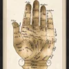 Natural Curiosities Gallicus Hands 1 Gold Leaf Framed Artwork New Arrivals