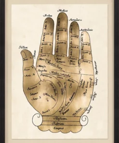 Natural Curiosities Gallicus Hands 1 Gold Leaf Framed Artwork New Arrivals