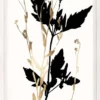 Natural Curiosities Black And White Herbarium 3 Framed Artwork New Arrivals