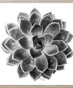 Natural Curiosities Black And White Succulent 1 Framed Artwork