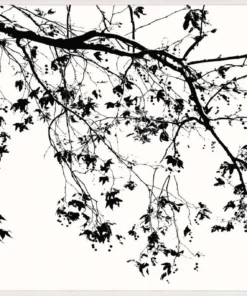 Natural Curiosities Elysian Tree Study Framed Artwork New Arrivals