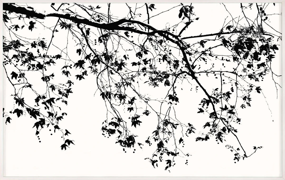 Natural Curiosities Elysian Tree Study Framed Artwork New Arrivals 1 Natural Curiosities Elysian Tree Study Framed Artwork New Arrivals