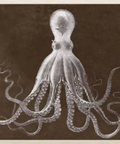 Natural Curiosities New Arrivals Lord Bodner In Brown Framed Artwork