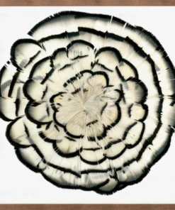 Natural Curiosities Queen Victoria Feathers 2 Framed Artwork