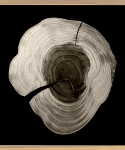 Natural Curiosities Tree Rings 1