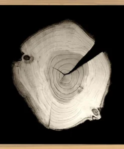 Natural Curiosities New Arrivals Tree Rings 2