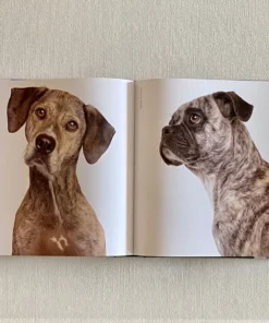 Clayton Gray Home Rover By Amanda Hedlund & Andrew Grant New Arrivals 11 Clayton Gray Home Rover By Amanda Hedlund & Andrew Grant New Arrivals