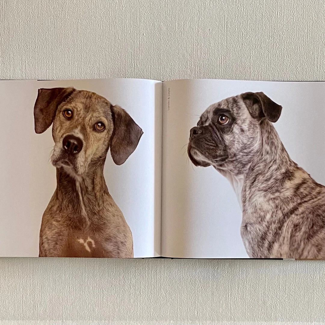 Clayton Gray Home Rover By Amanda Hedlund & Andrew Grant New Arrivals 4 Clayton Gray Home Rover By Amanda Hedlund & Andrew Grant New Arrivals