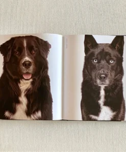 Clayton Gray Home Rover By Amanda Hedlund & Andrew Grant New Arrivals 13 Clayton Gray Home Rover By Amanda Hedlund & Andrew Grant New Arrivals