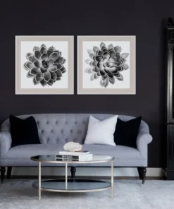 Natural Curiosities Black And White Succulent 1 Framed Artwork